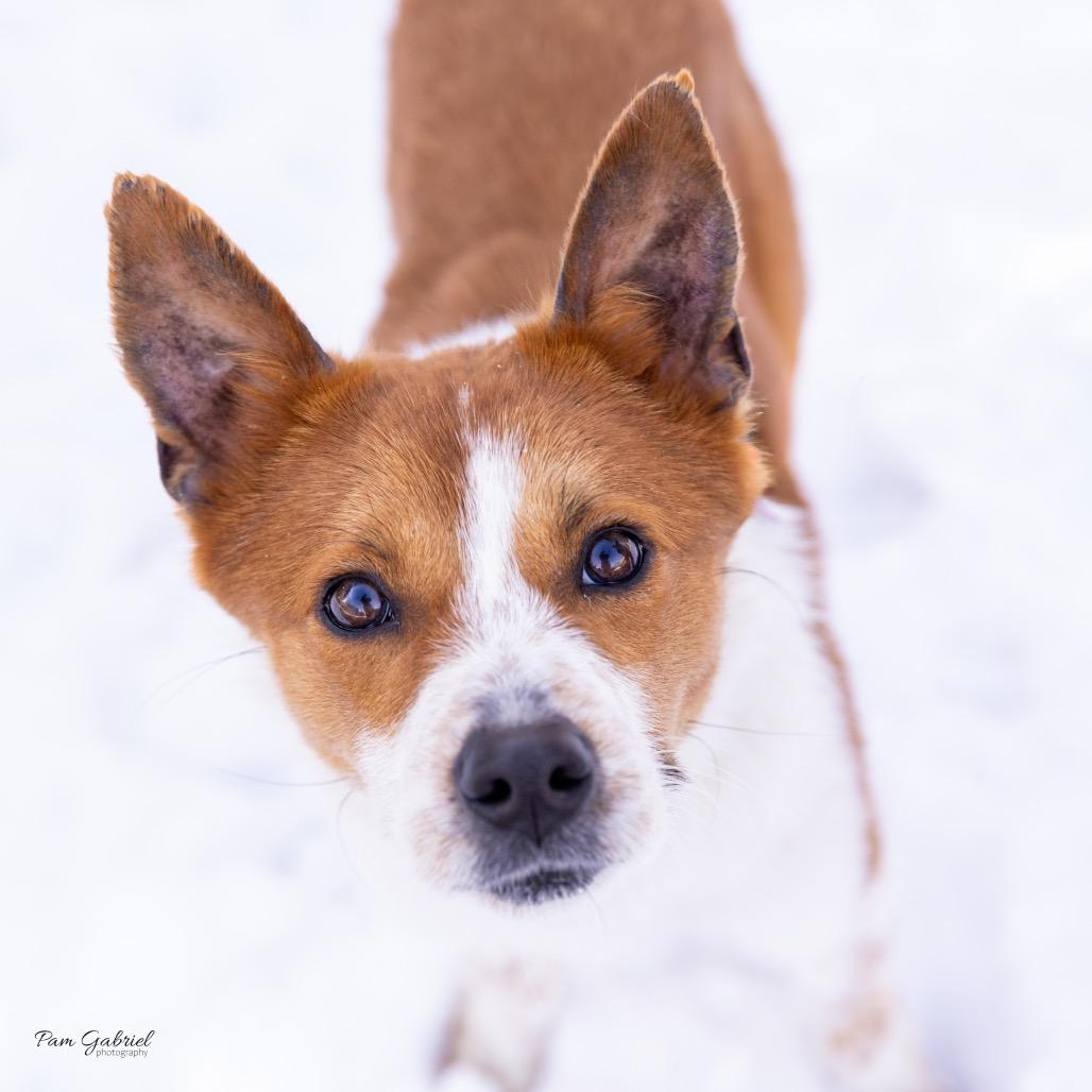 Enlarge Tinker, a Adoptable mixed breed in Crystal, MN image 1/6