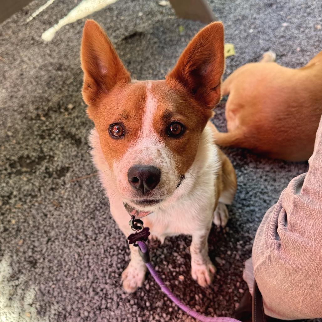 Tinker, a Adoptable mixed breed in Crystal, MN image 1/6