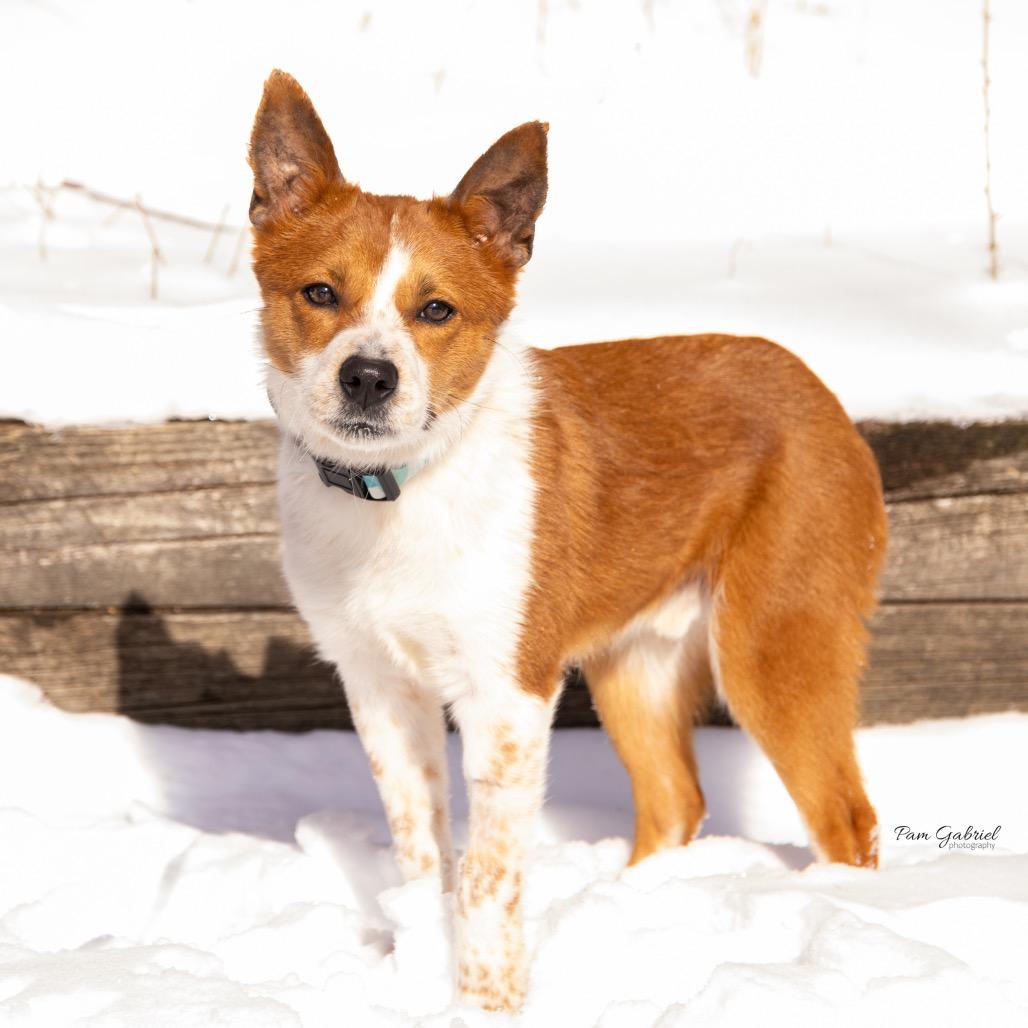Tinker, Adoptable, Young Male Corgi & Cattle Dog.