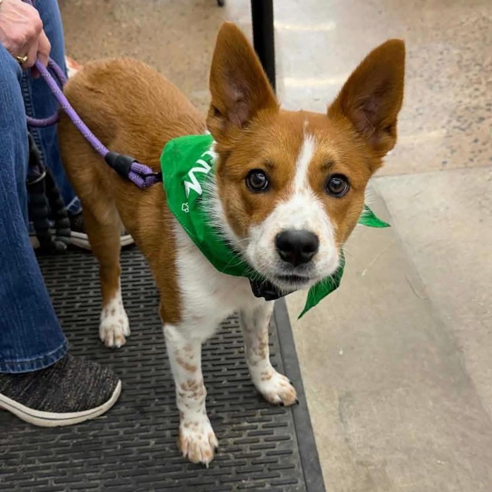 Enlarge Tinker, a Adoptable mixed breed in Crystal, MN image 2/6