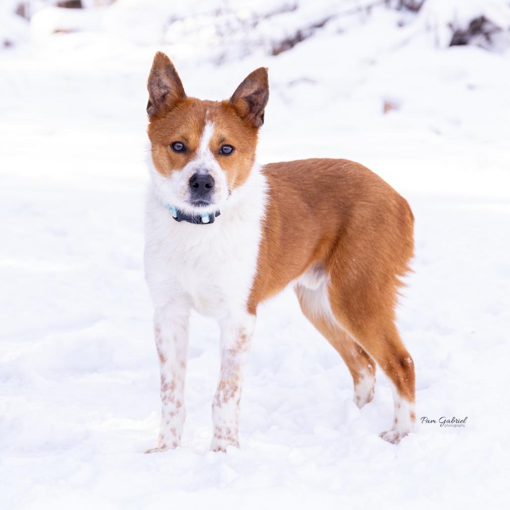 Enlarge Tinker, a Adoptable mixed breed in Crystal, MN image 3/6
