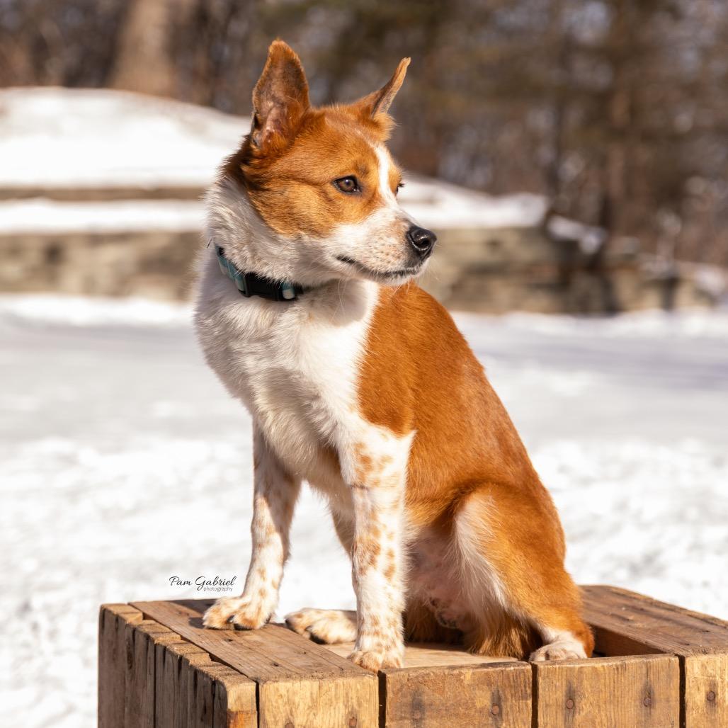 Enlarge Tinker, a Adoptable mixed breed in Crystal, MN image 4/6