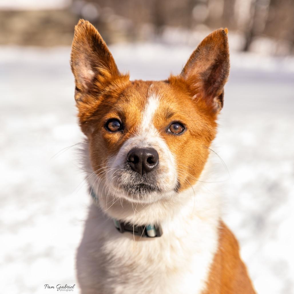 Enlarge Tinker, a Adoptable mixed breed in Crystal, MN image 5/6