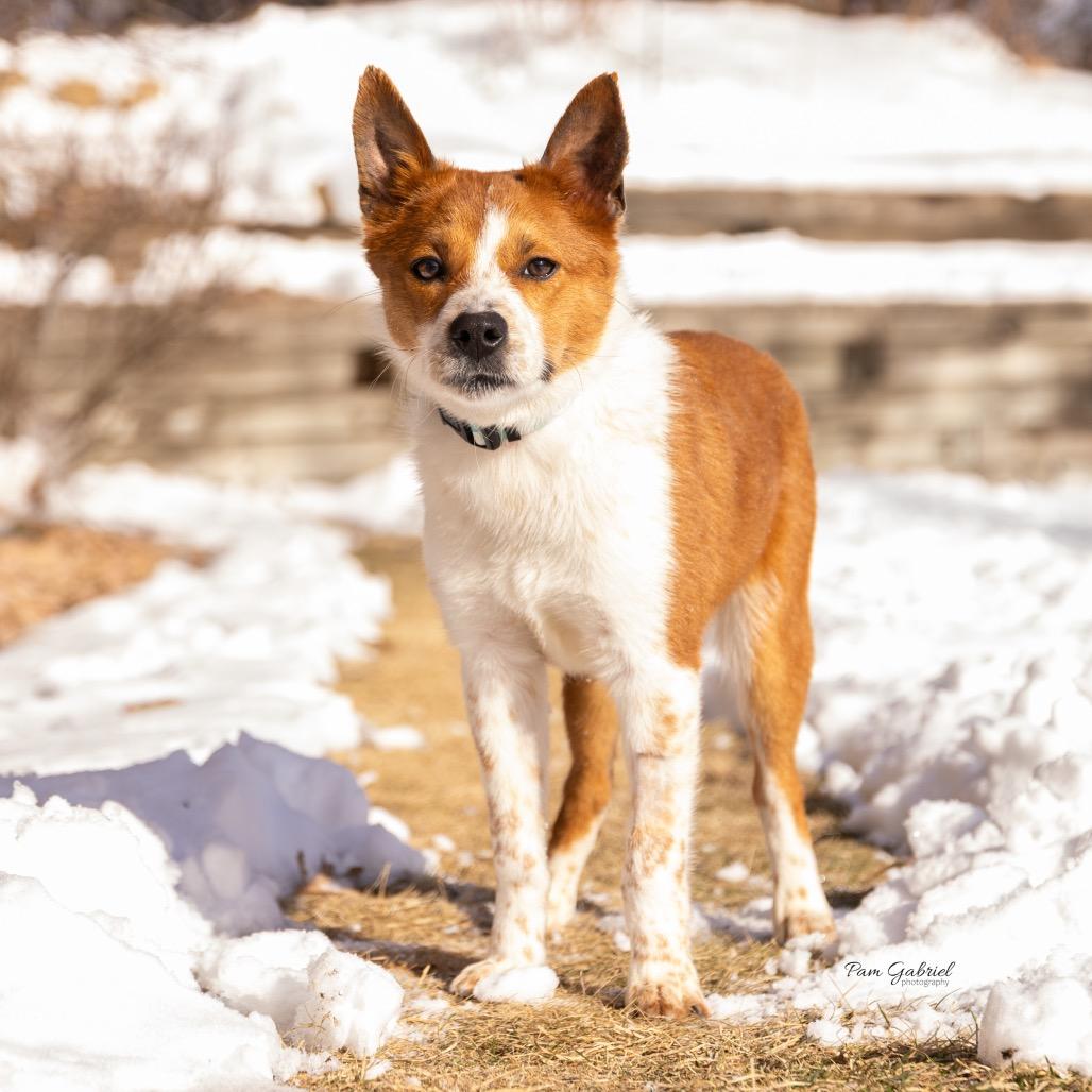 Enlarge Tinker, a Adoptable mixed breed in Crystal, MN image 6/6