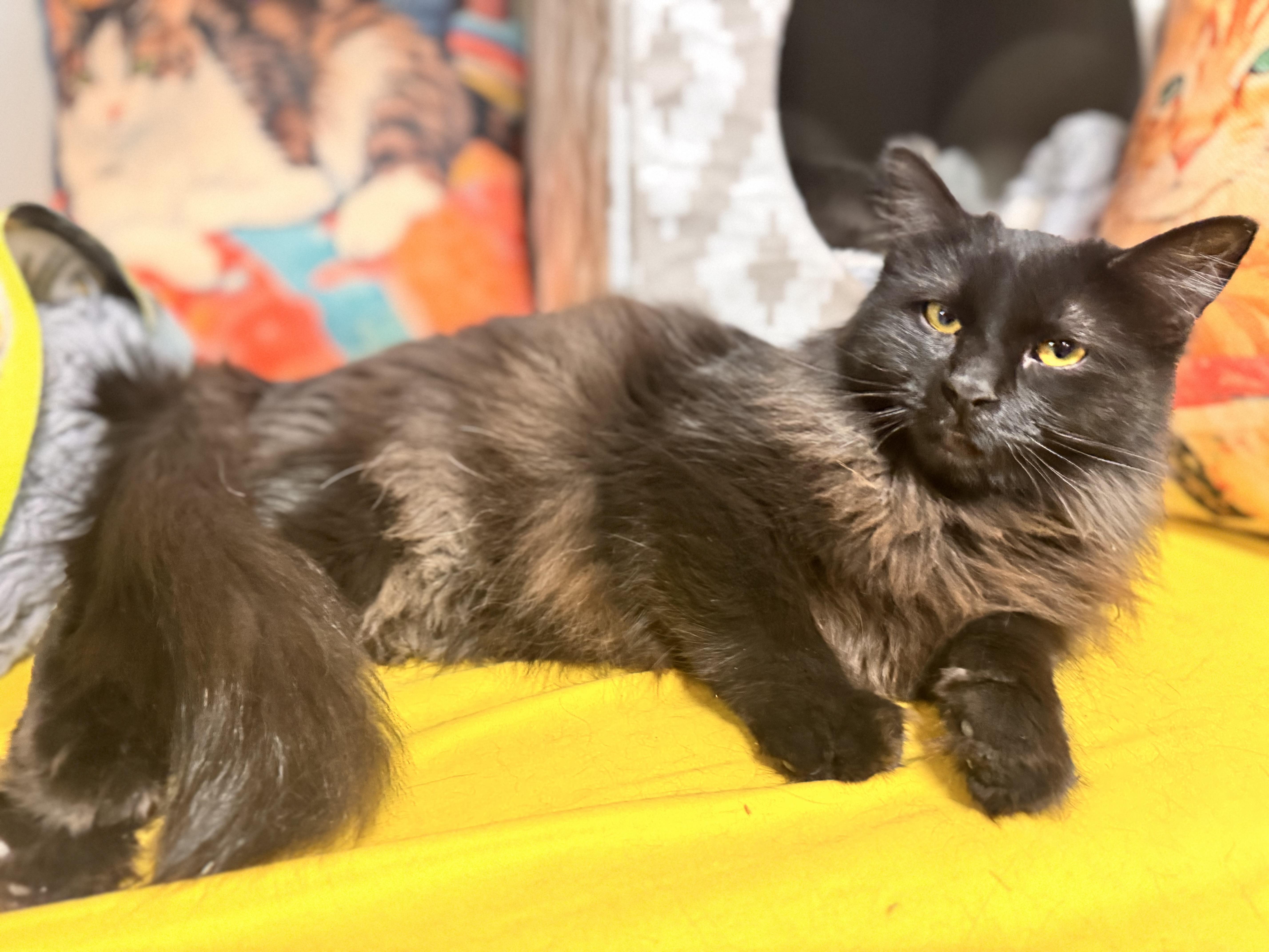 Enlarge Cheer Bear, a ADOPTABLE Domestic Long Hair in Erie, PA image 1/2
