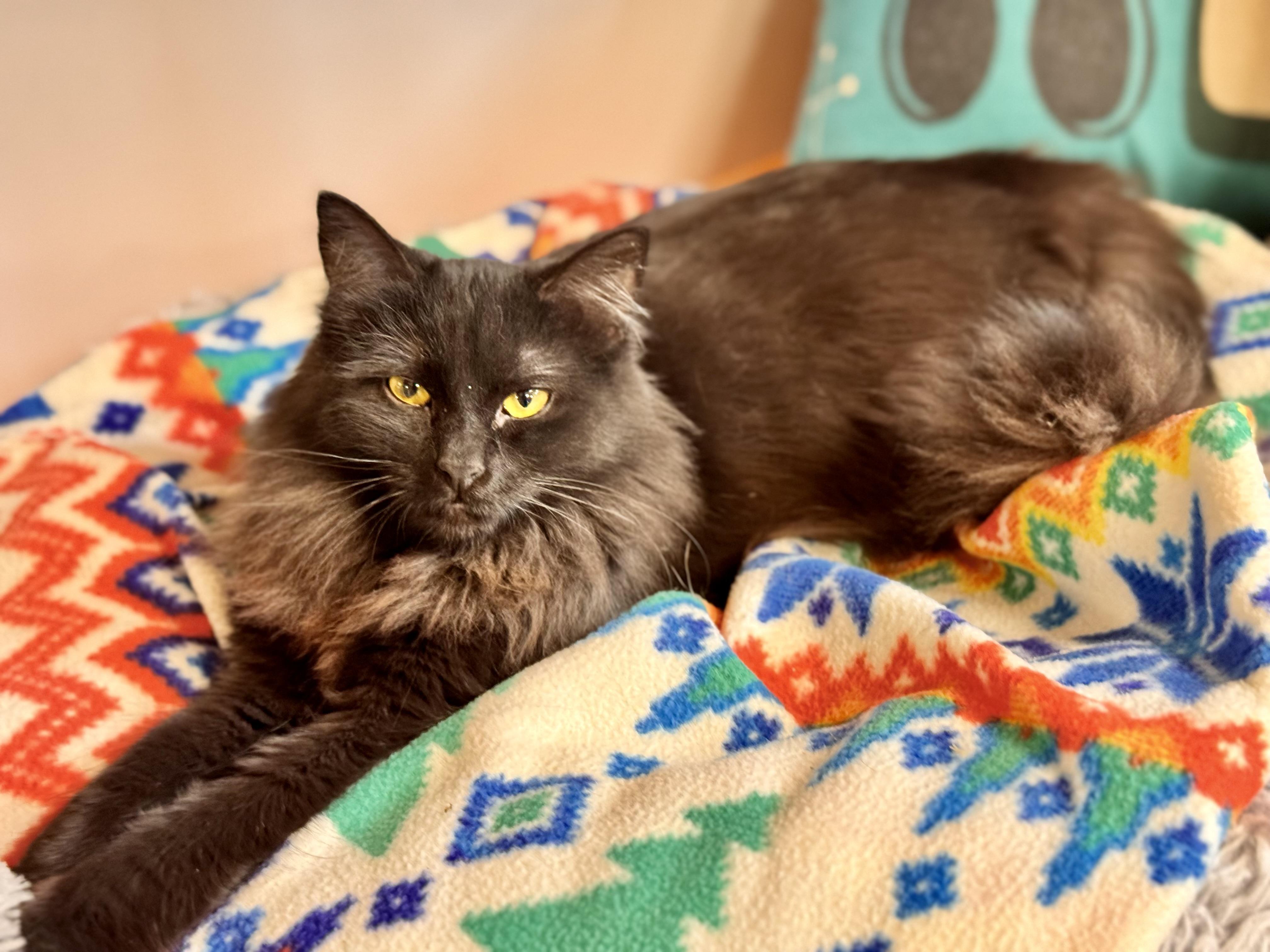 Enlarge Cheer Bear, a ADOPTABLE Domestic Long Hair in Erie, PA image 2/2