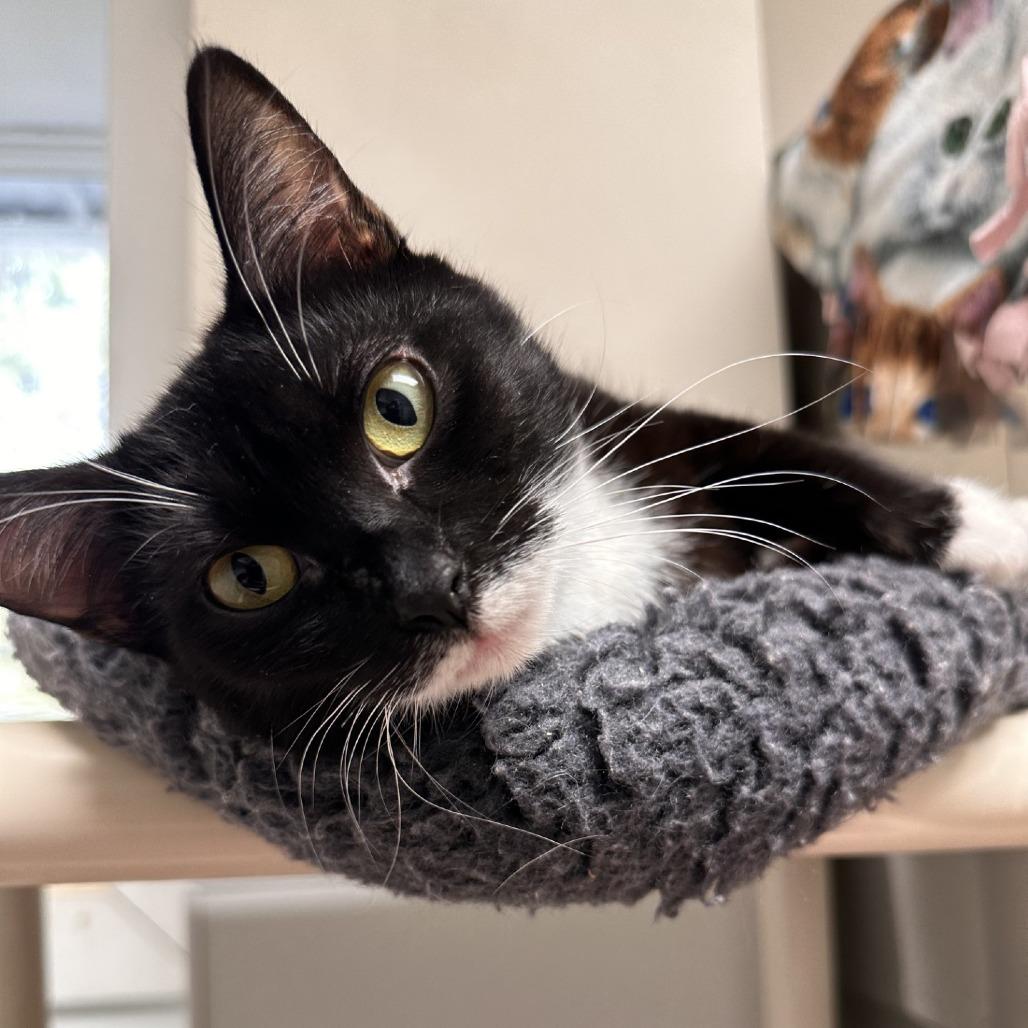 Cayenne, a Adoptable Domestic Short Hair in Blue Ridge, GA image 1/4