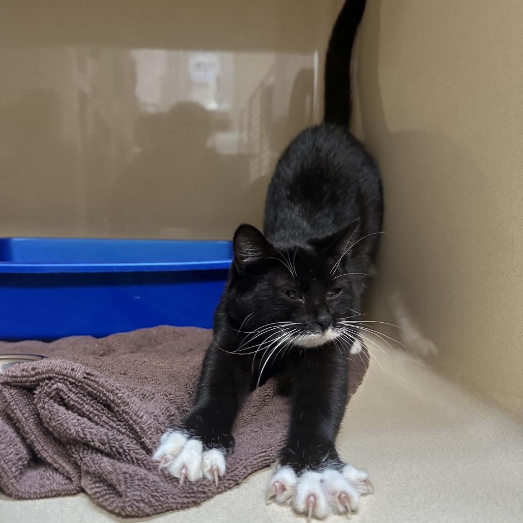 Cayenne, a Adoptable Domestic Short Hair in Blue Ridge, GA image 2/4