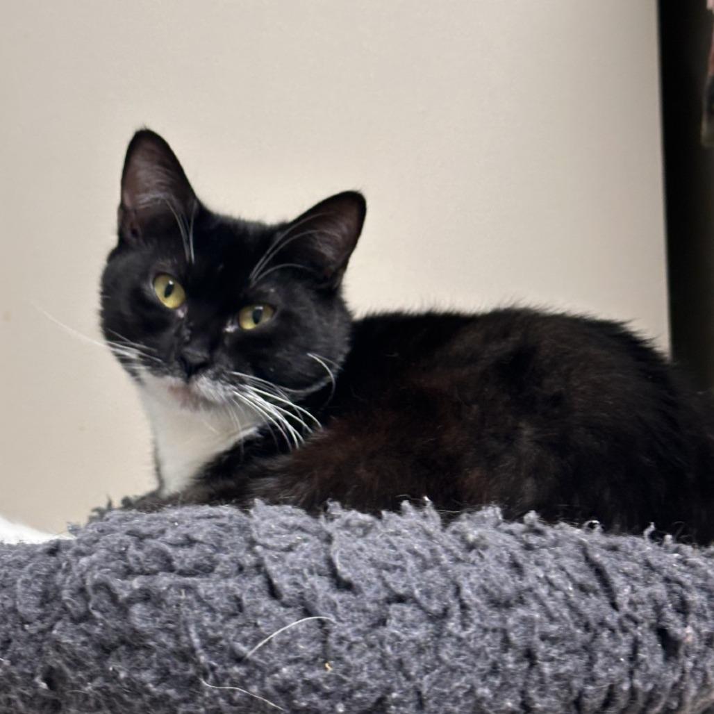 Cayenne, a Adoptable Domestic Short Hair in Blue Ridge, GA image 4/4