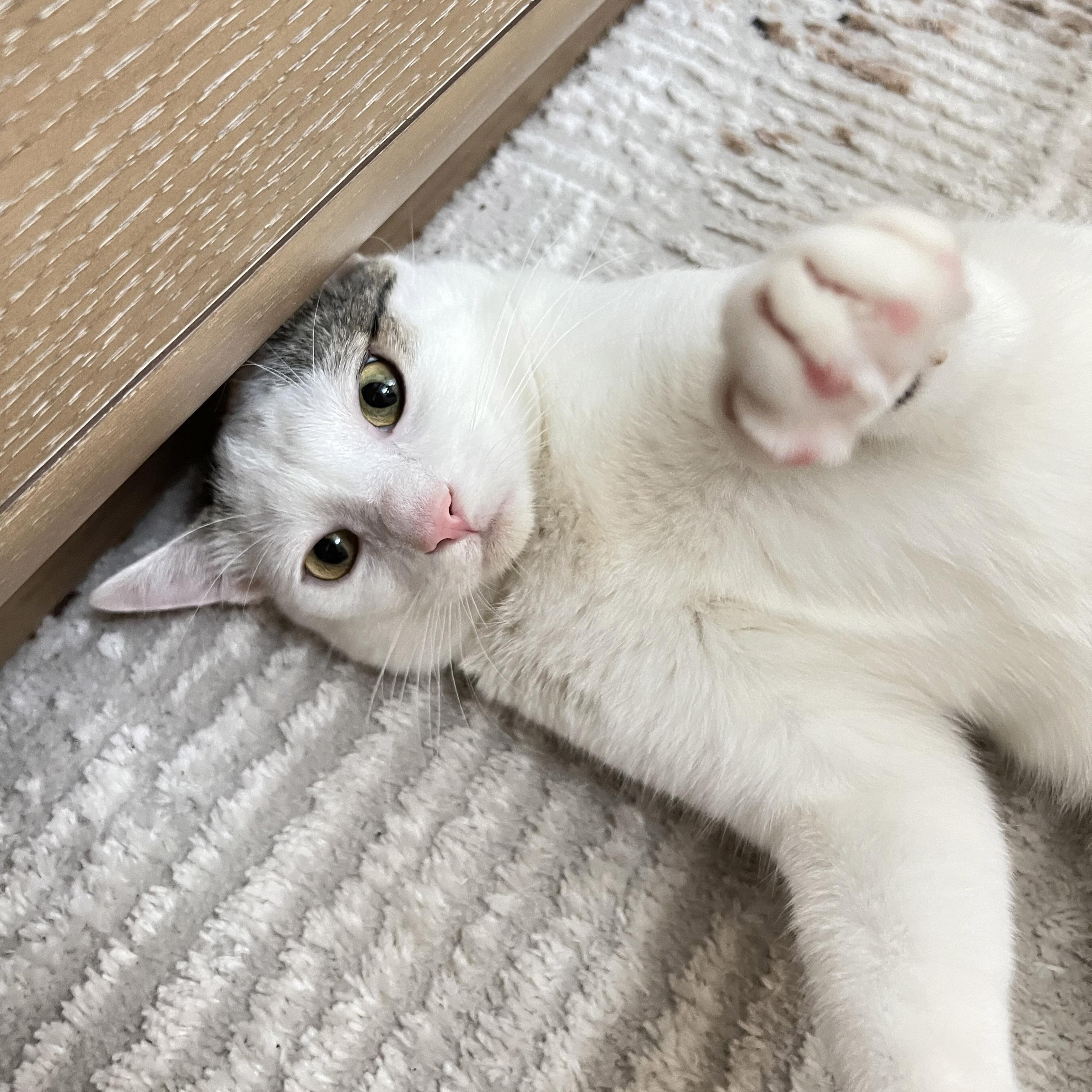 Lucky, Adoptable, Adult Male Turkish Van & Domestic Short Hair.