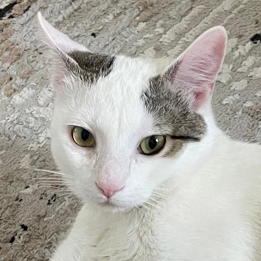 Lucky, a Adoptable mixed breed in Chicago, IL image 2/6