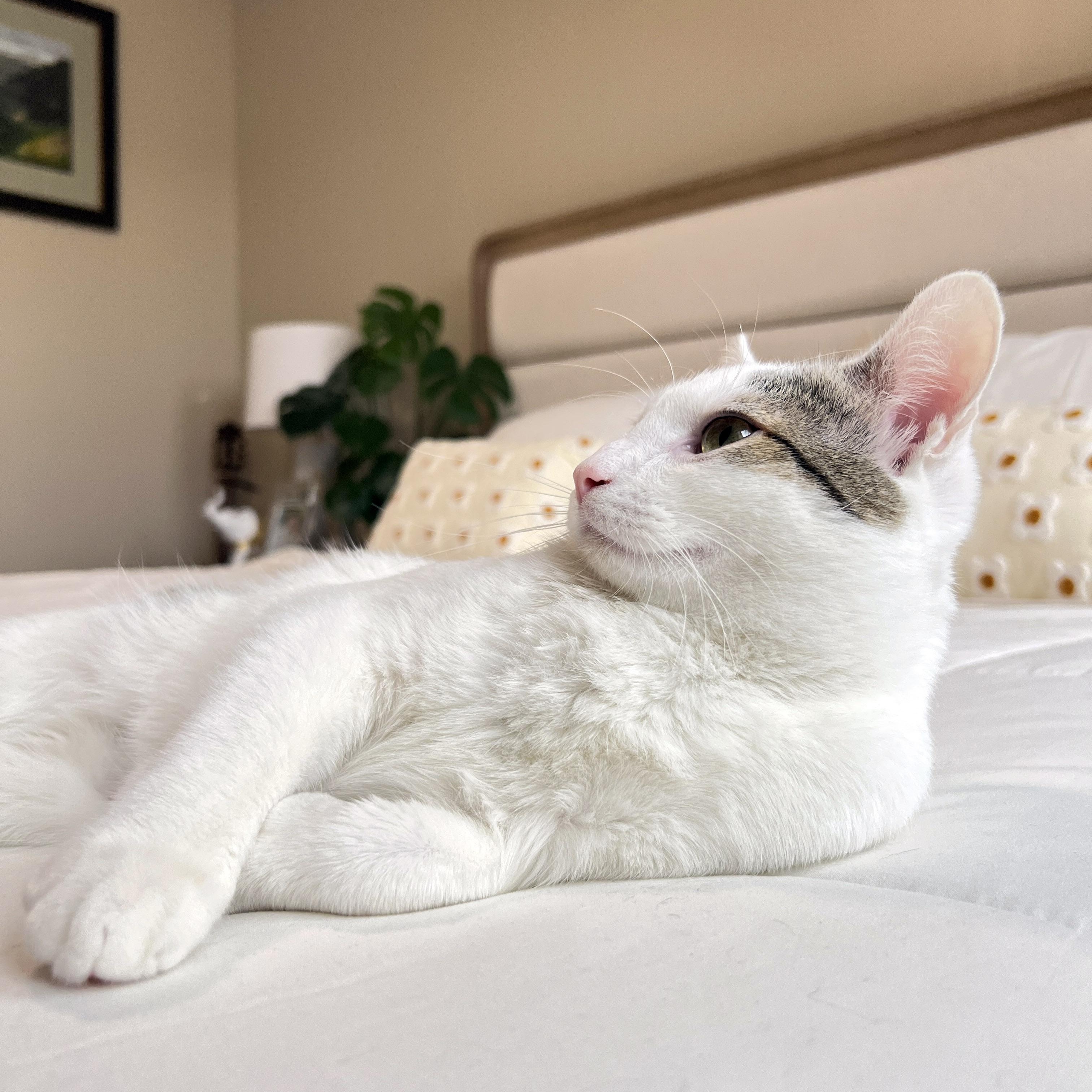 Lucky, a Adoptable mixed breed in Chicago, IL image 3/6