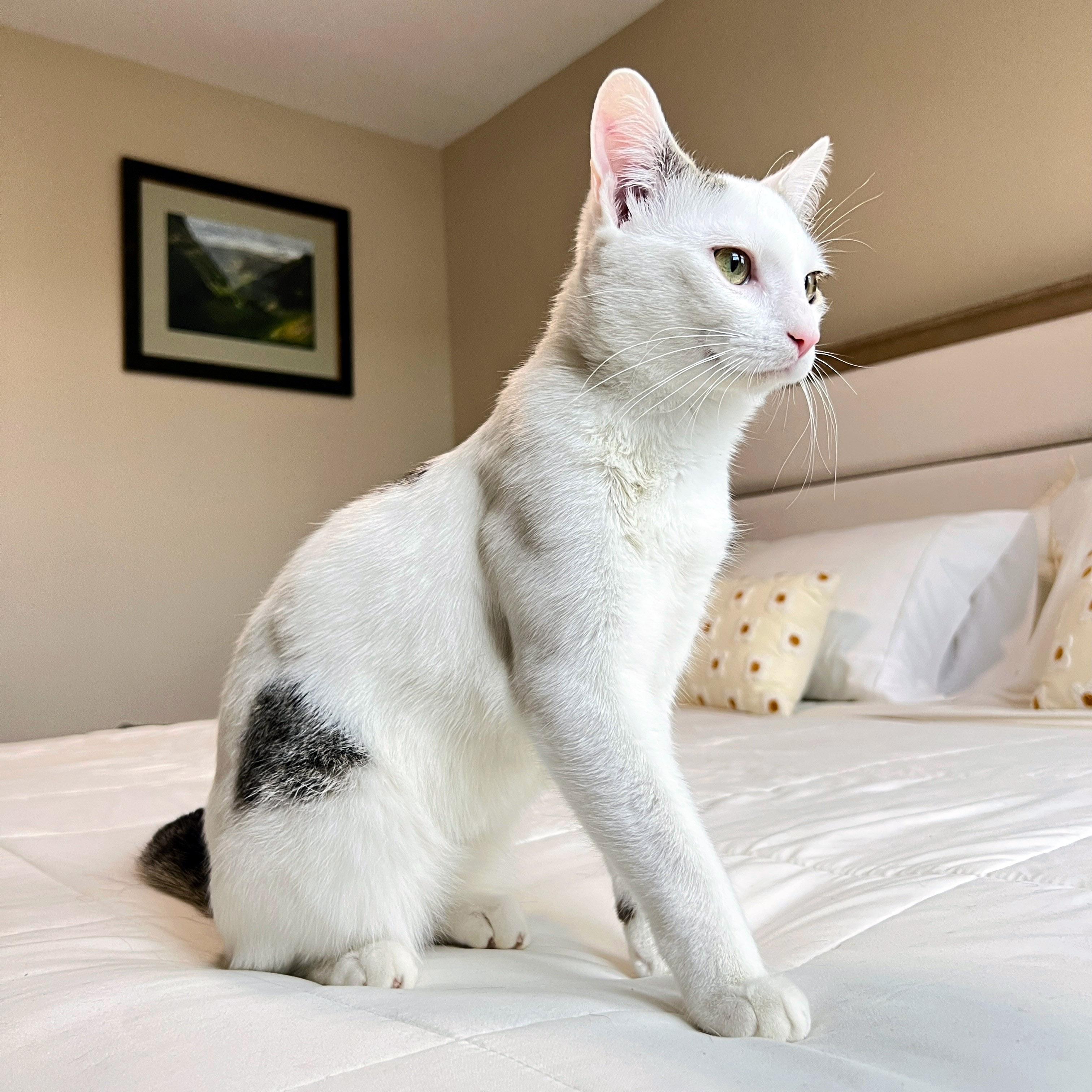 Lucky, a Adoptable mixed breed in Chicago, IL image 4/6