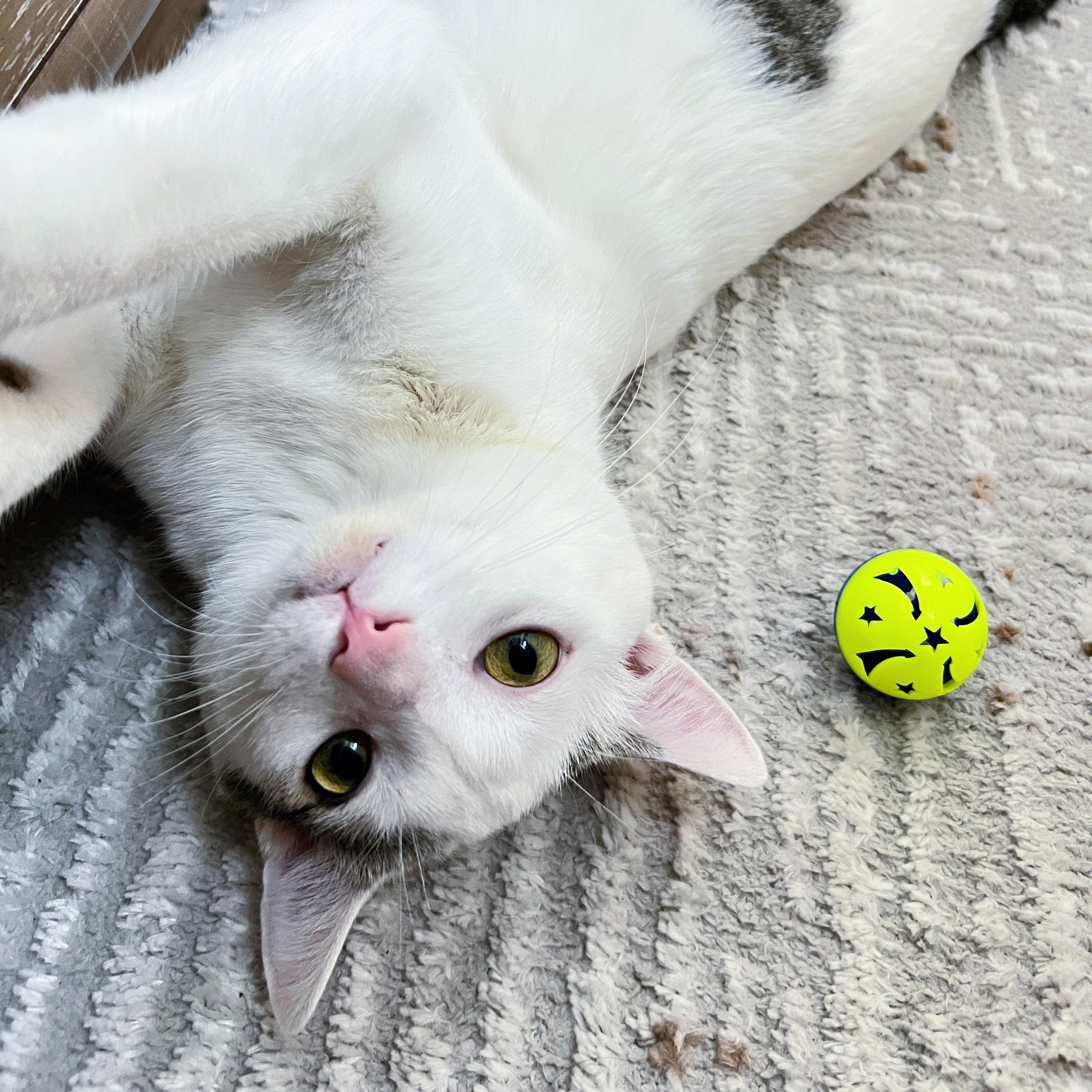 Lucky, a Adoptable mixed breed in Chicago, IL image 5/6