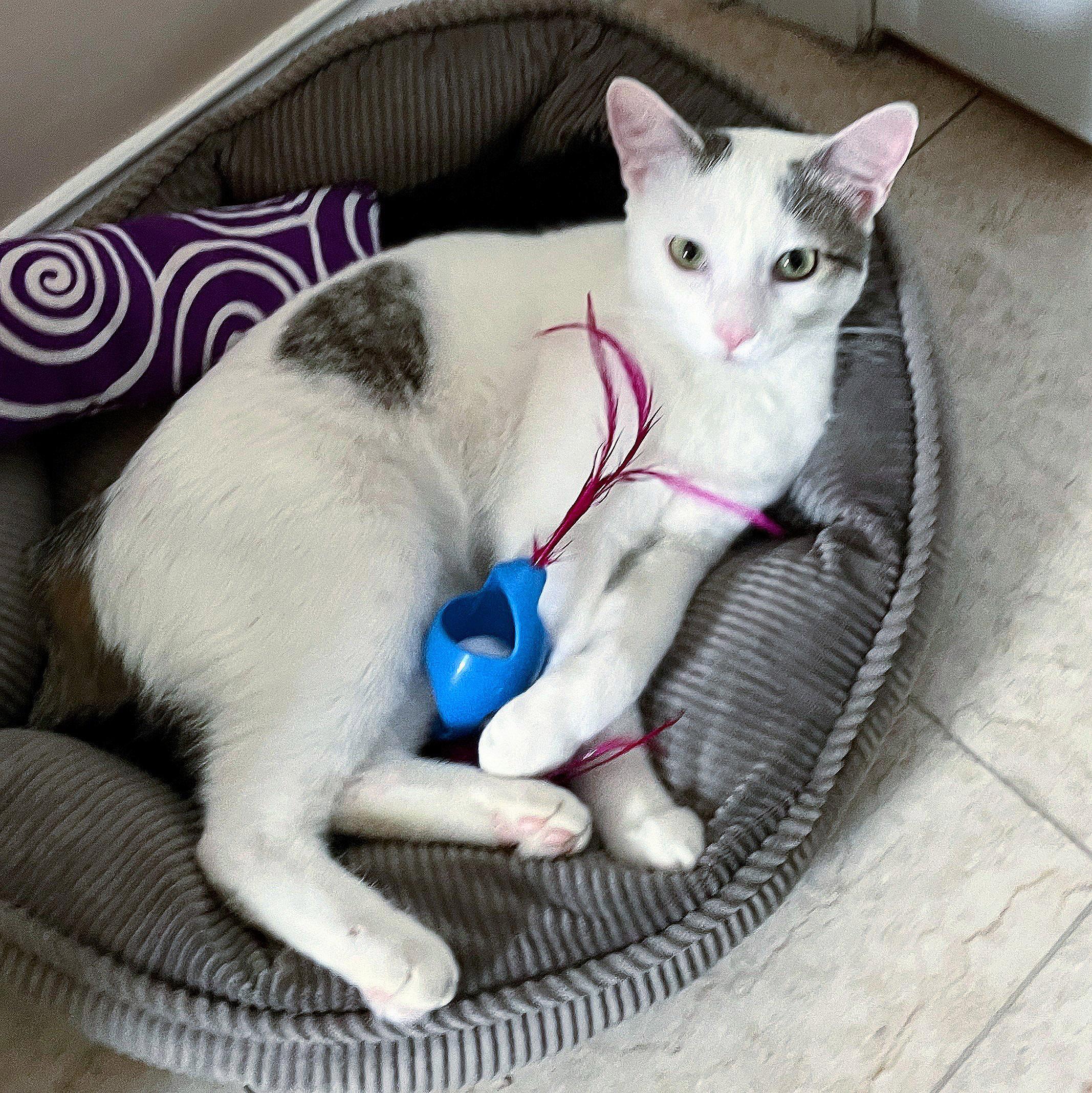 Lucky, a Adoptable mixed breed in Chicago, IL image 6/6