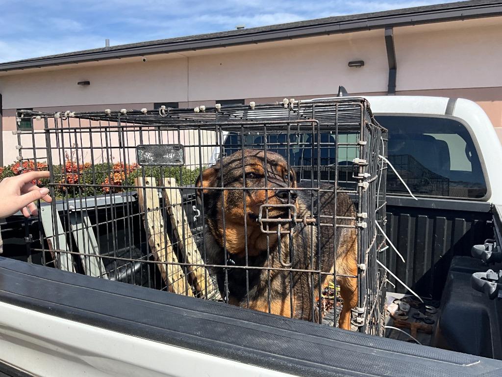 Enlarge Ruby, a Adopted mixed breed in Effingham, SC image 1/1