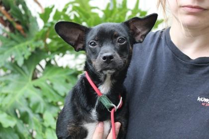 Stevie Chicks, Adoptable, Adult Female Chihuahua & Mixed Breed.
