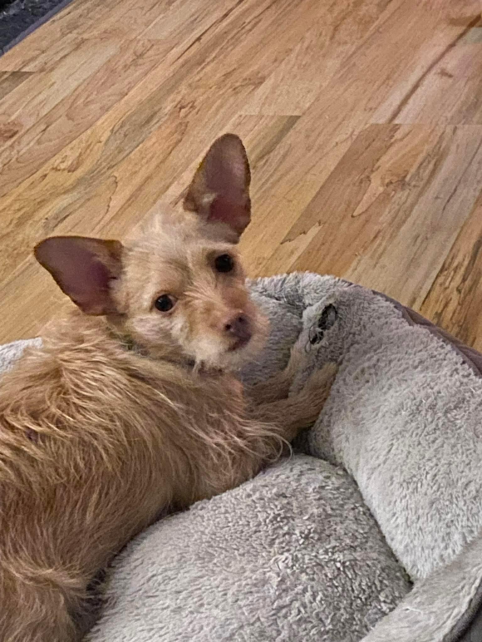 Enlarge Luka, a Adoptable mixed breed in Portland, ME image 1/6