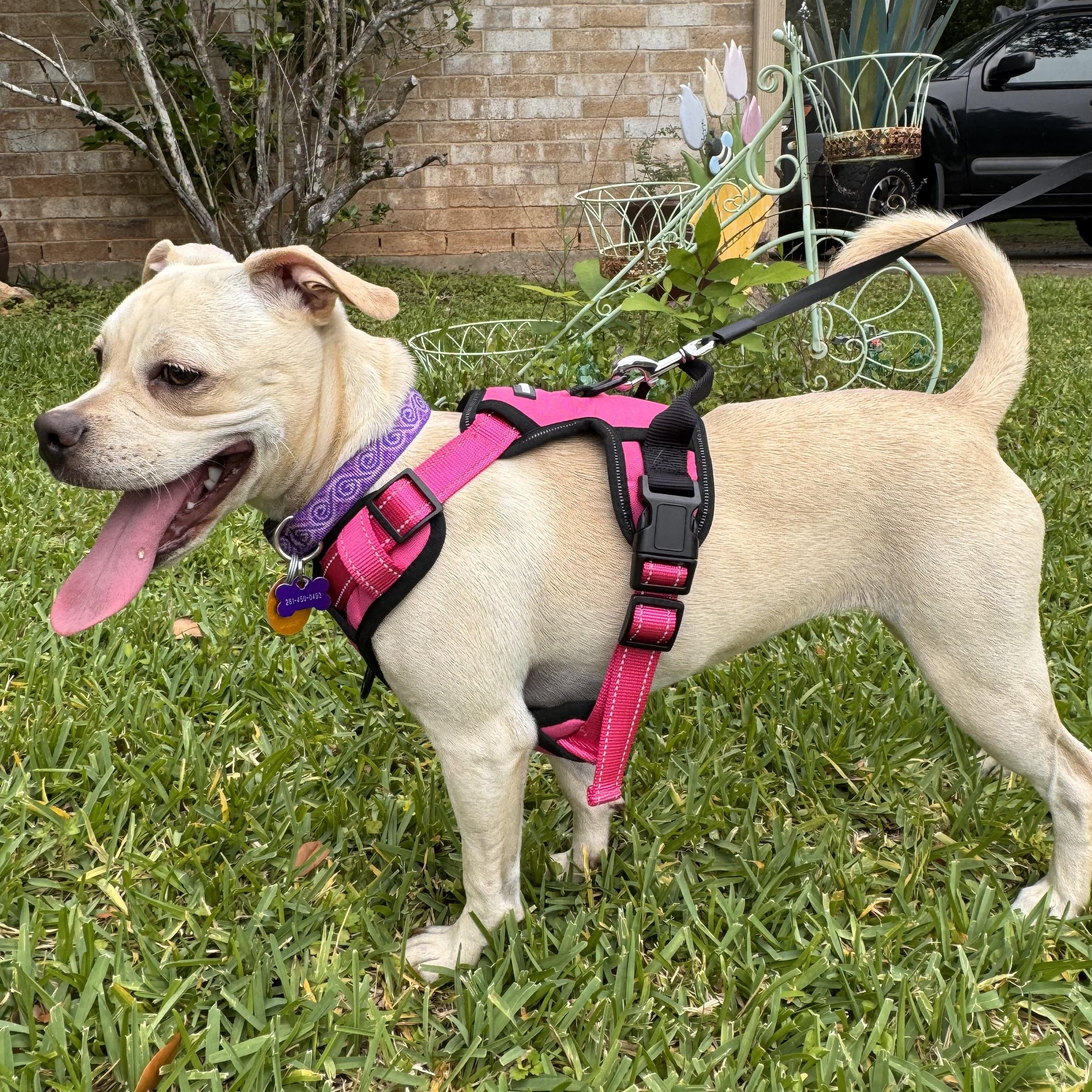 Enlarge Mari, an adopted mixed breed in Queen Creek, AZ image 3/6