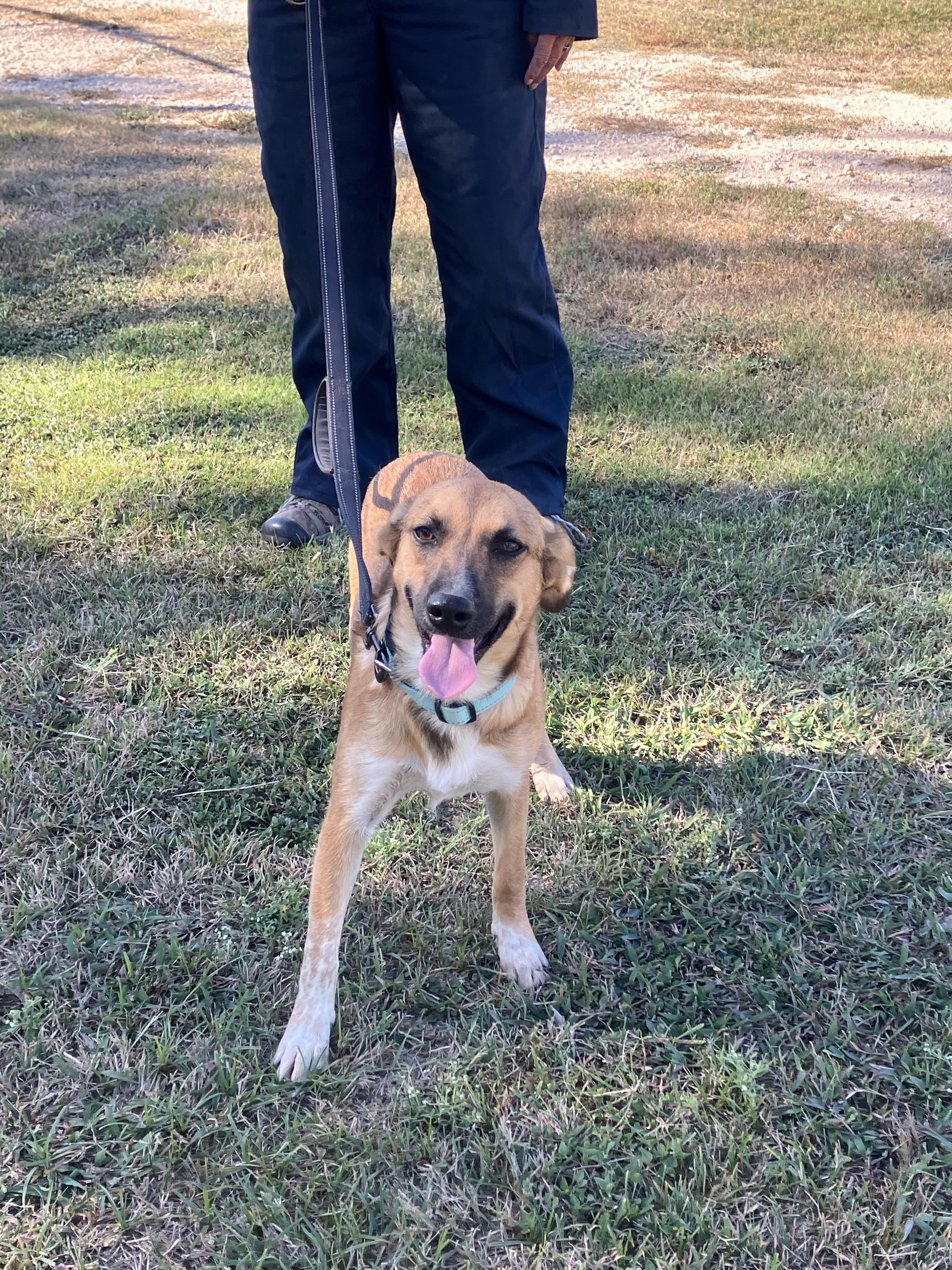 SABRINA-Sweet and Silly, a Adoptable mixed breed image 2/6