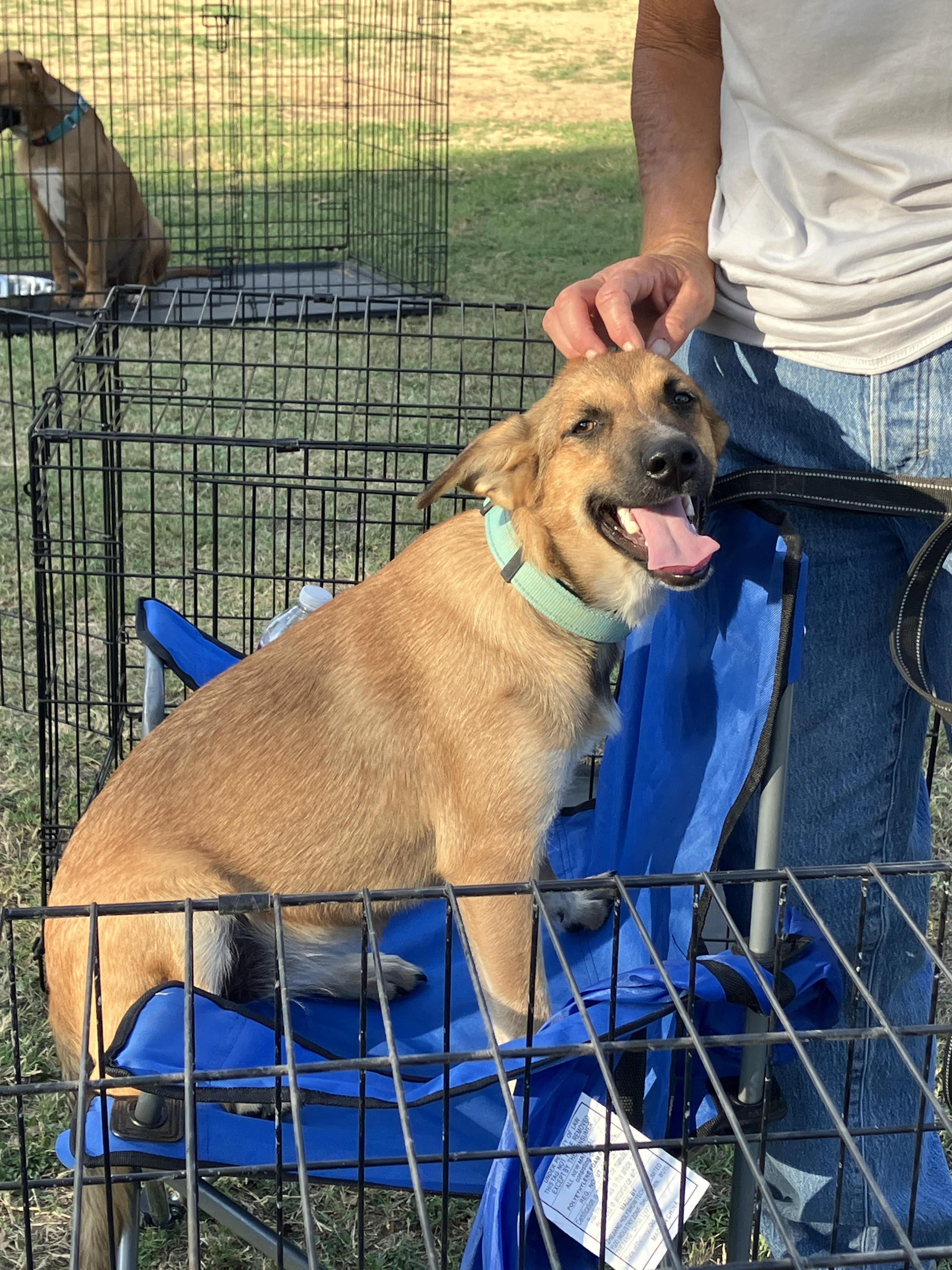 SABRINA-Sweet and Silly, a Adoptable mixed breed image 3/6