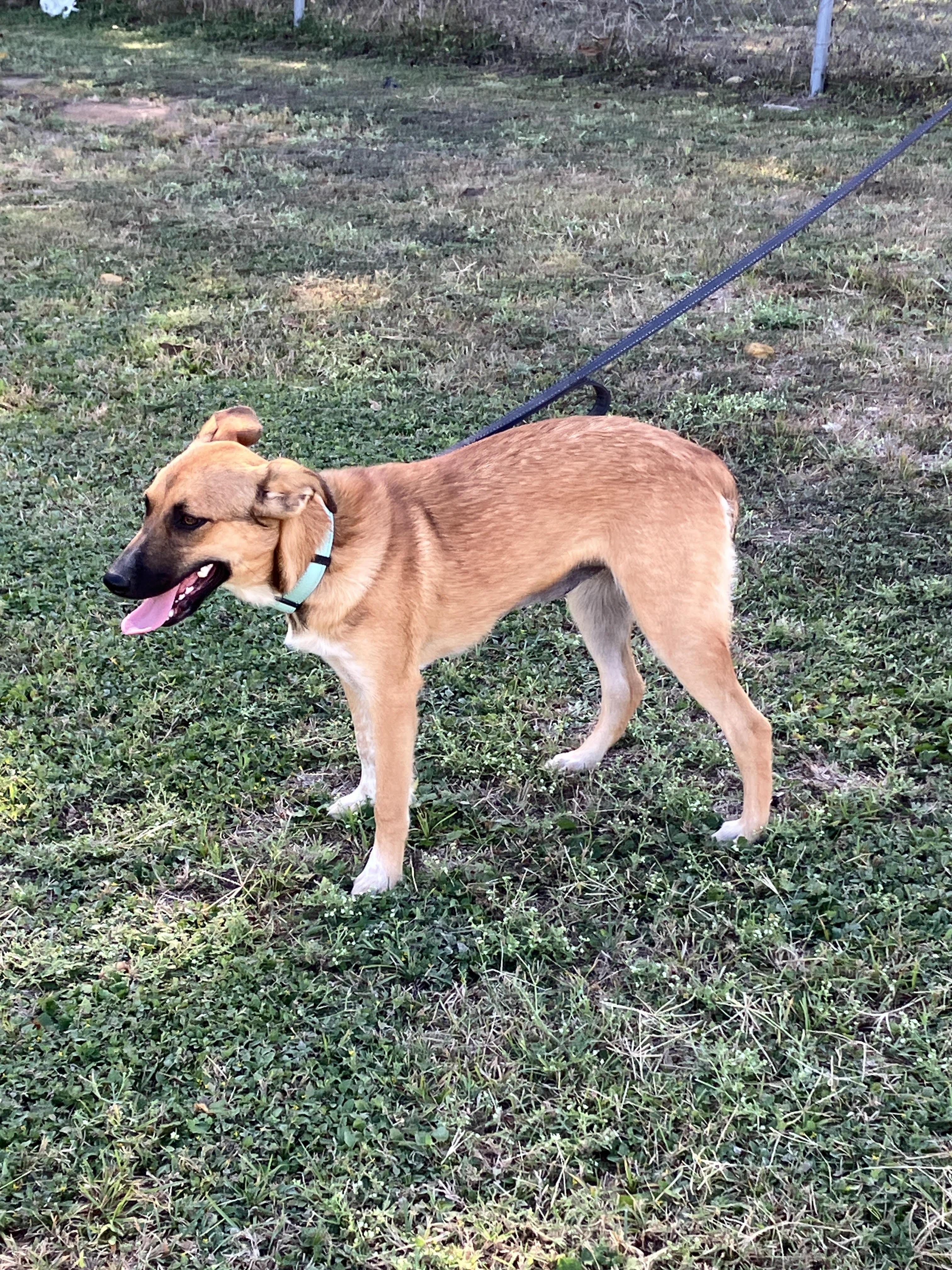 SABRINA-Sweet and Silly, a Adoptable mixed breed image 4/6