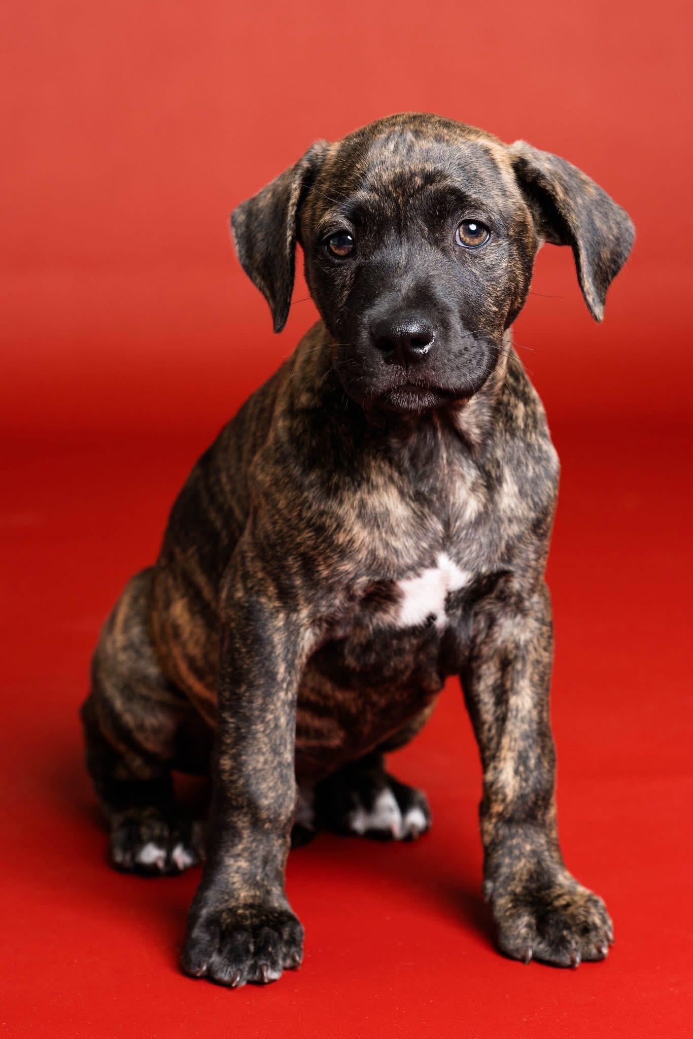 Enlarge Dublin, a Adoptable mixed breed in Toledo, OH image 1/1