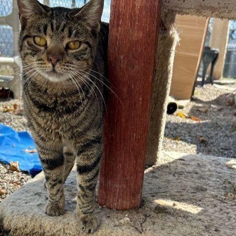 Nelson, a Adoptable Domestic Short Hair in Ontario, CA image 1/3