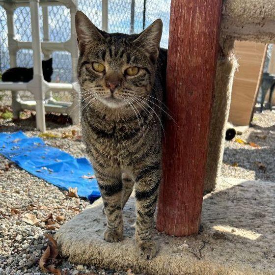 Nelson, a Adoptable Domestic Short Hair in Ontario, CA image 2/3