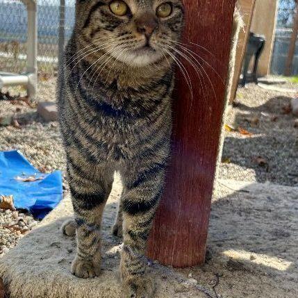 Nelson, a Adoptable Domestic Short Hair in Ontario, CA image 3/3