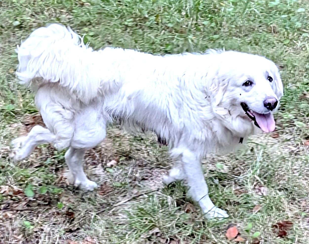 Enlarge Molly Mermaid, a Adoptable Great Pyrenees in Woburn, MA image 6/6