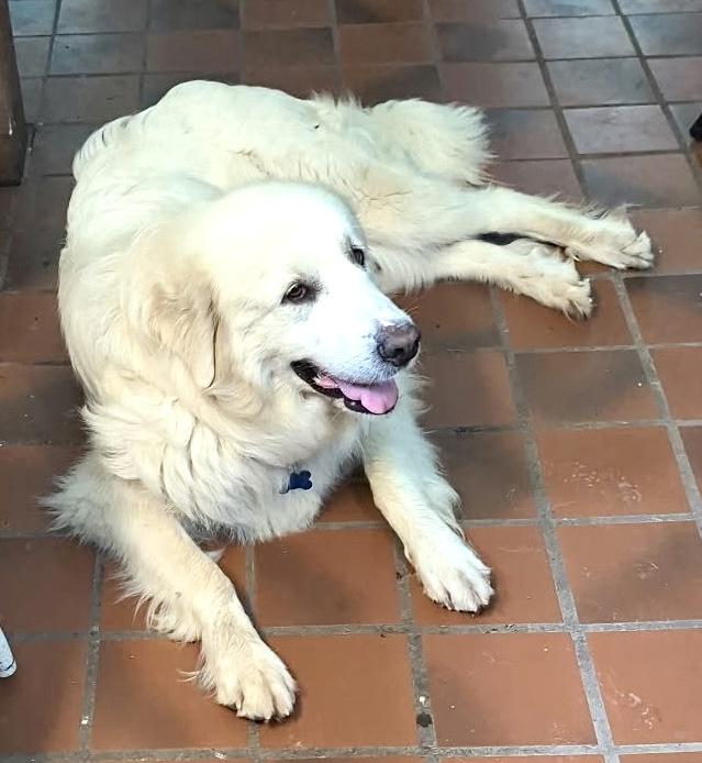 Enlarge Molly Mermaid, a Adoptable Great Pyrenees in Woburn, MA image 3/6