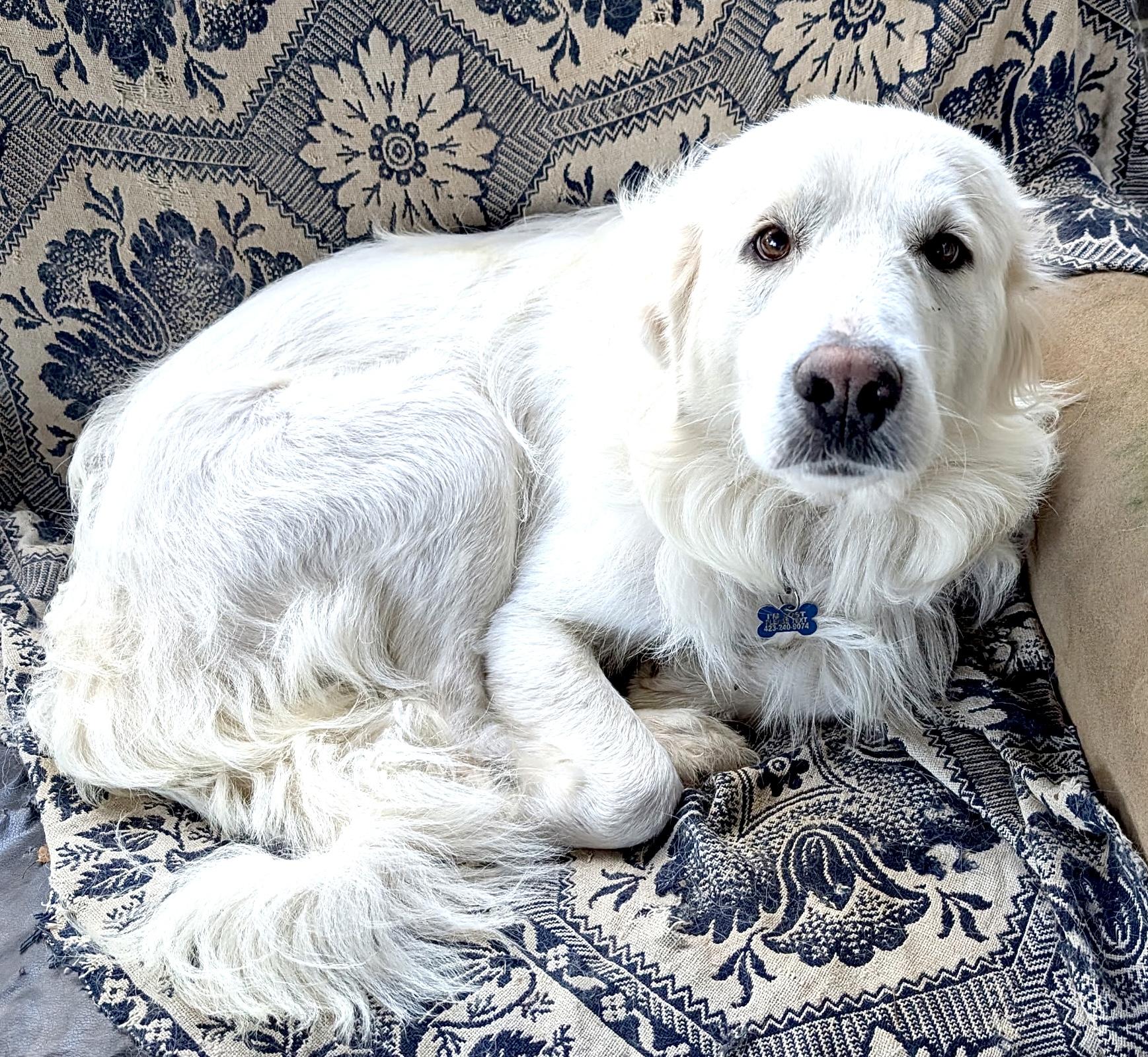 Enlarge Molly Mermaid, a Adoptable Great Pyrenees in Woburn, MA image 5/6