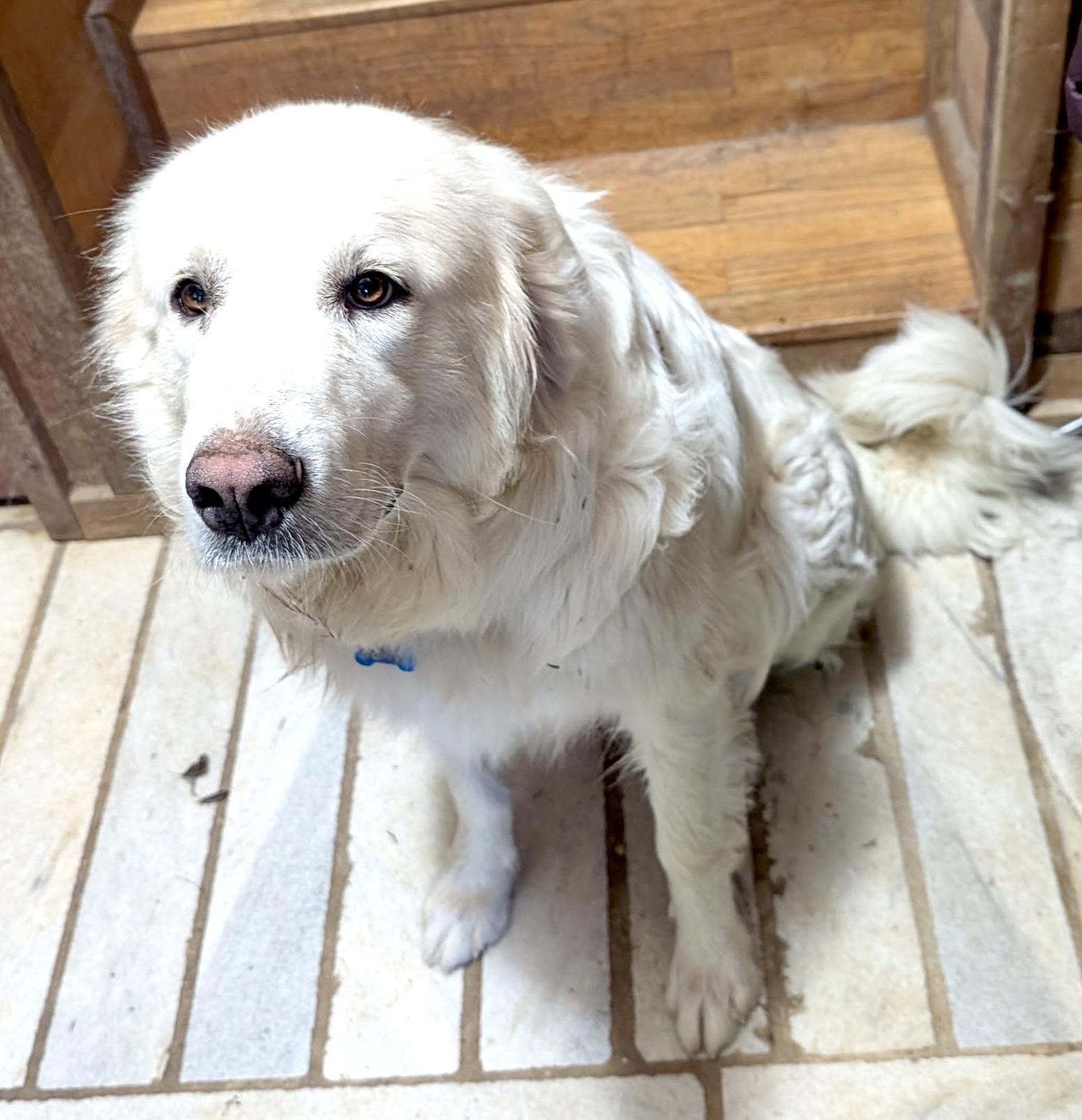 Enlarge Molly Mermaid, a Adoptable Great Pyrenees in Woburn, MA image 1/6