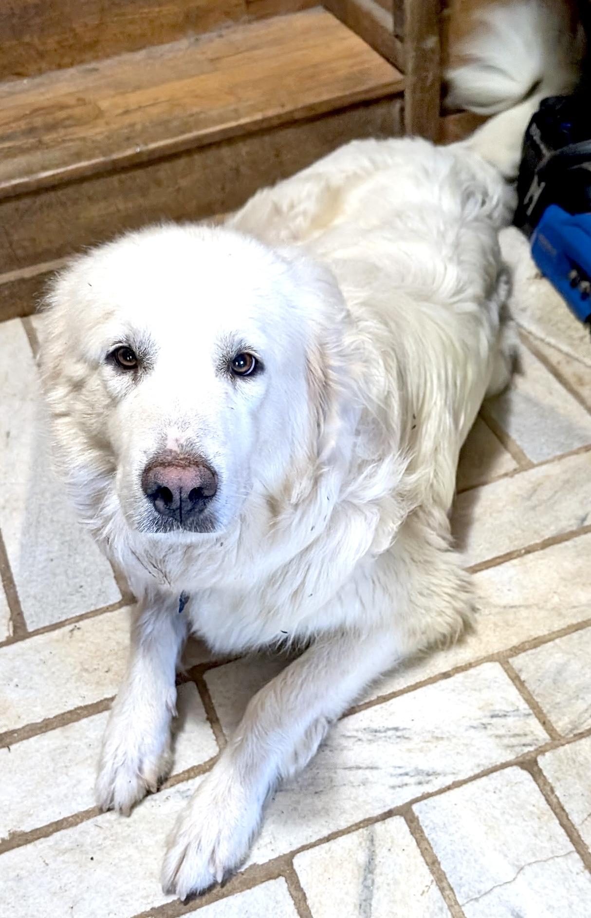 Enlarge Molly Mermaid, a Adoptable Great Pyrenees in Woburn, MA image 4/6