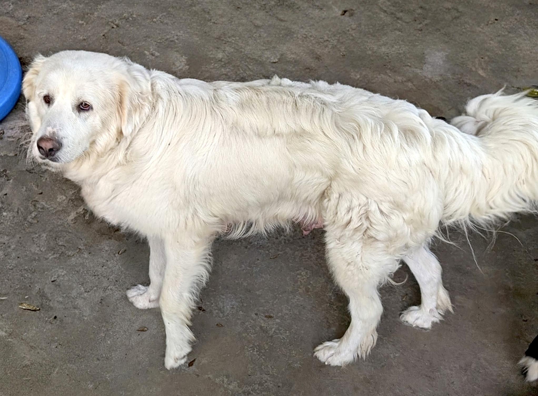 Enlarge Molly Mermaid, a Adoptable Great Pyrenees in Woburn, MA image 2/6