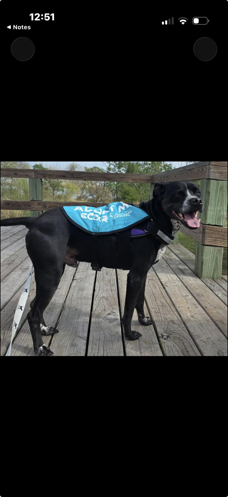 Enlarge Vader, a ADOPTABLE mixed breed in Elkhorn, WI image 4/6