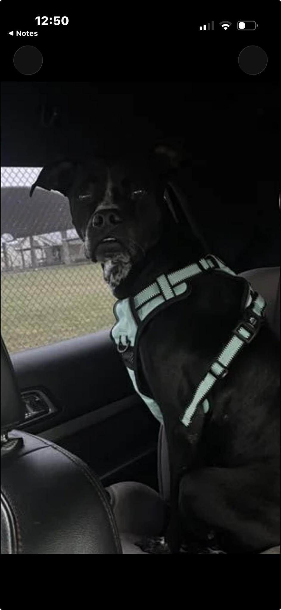 Enlarge Vader, a ADOPTABLE mixed breed in Elkhorn, WI image 2/6