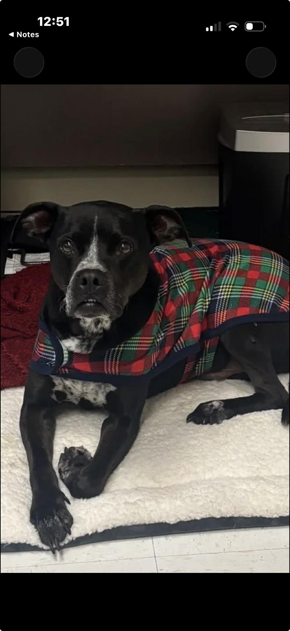 Enlarge Vader, a ADOPTABLE mixed breed in Elkhorn, WI image 1/6