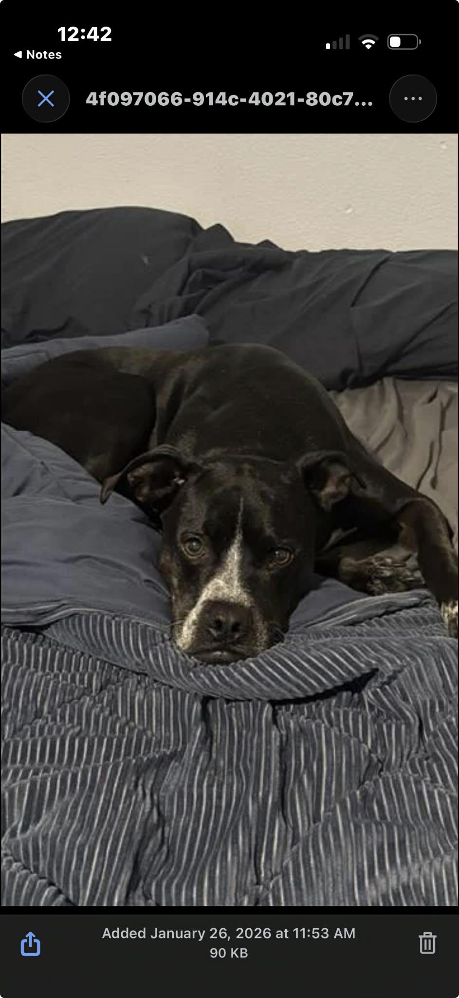 Enlarge Vader, a ADOPTABLE mixed breed in Elkhorn, WI image 6/6