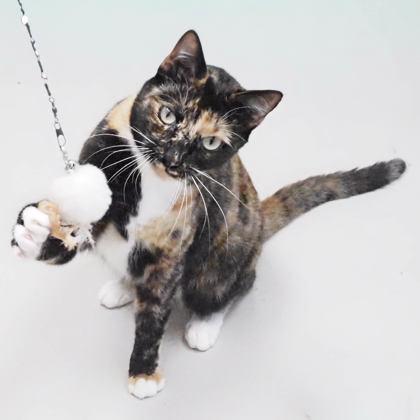 Cortana, Adoptable, Adult Female Domestic Short Hair & Domestic Short Hair.