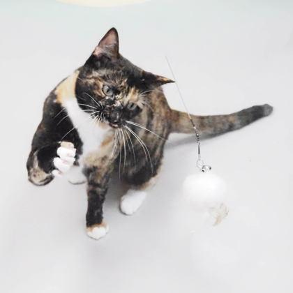 Enlarge Cortana, a Adoptable mixed breed in Largo, FL image 2/3