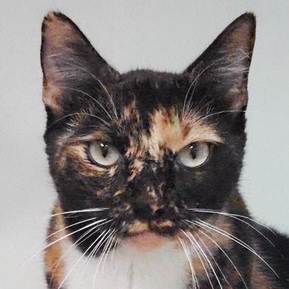 Enlarge Cortana, a Adoptable mixed breed in Largo, FL image 3/3
