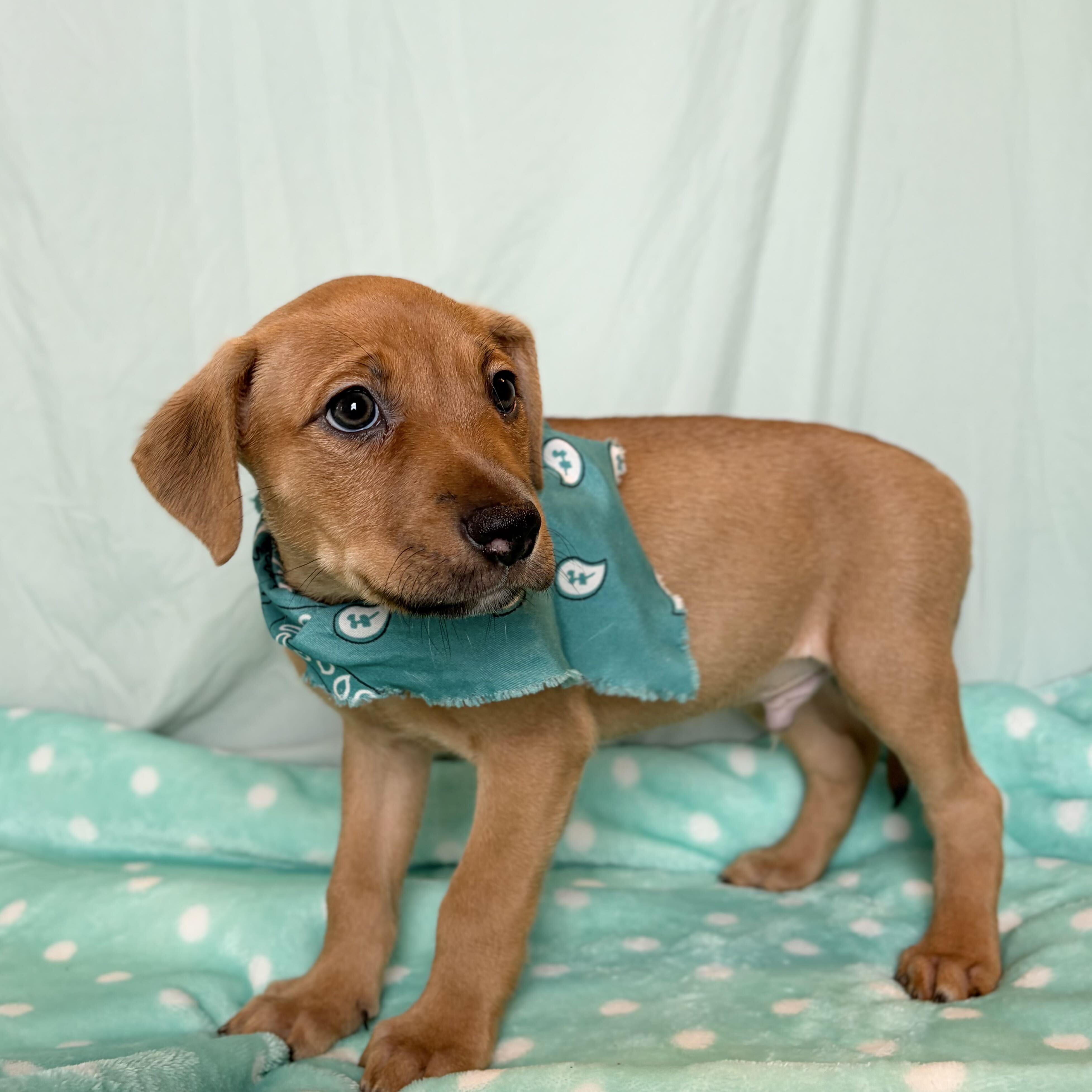 Cub, an adopted Mixed Breed in Canal Winchester, OH image 2/2