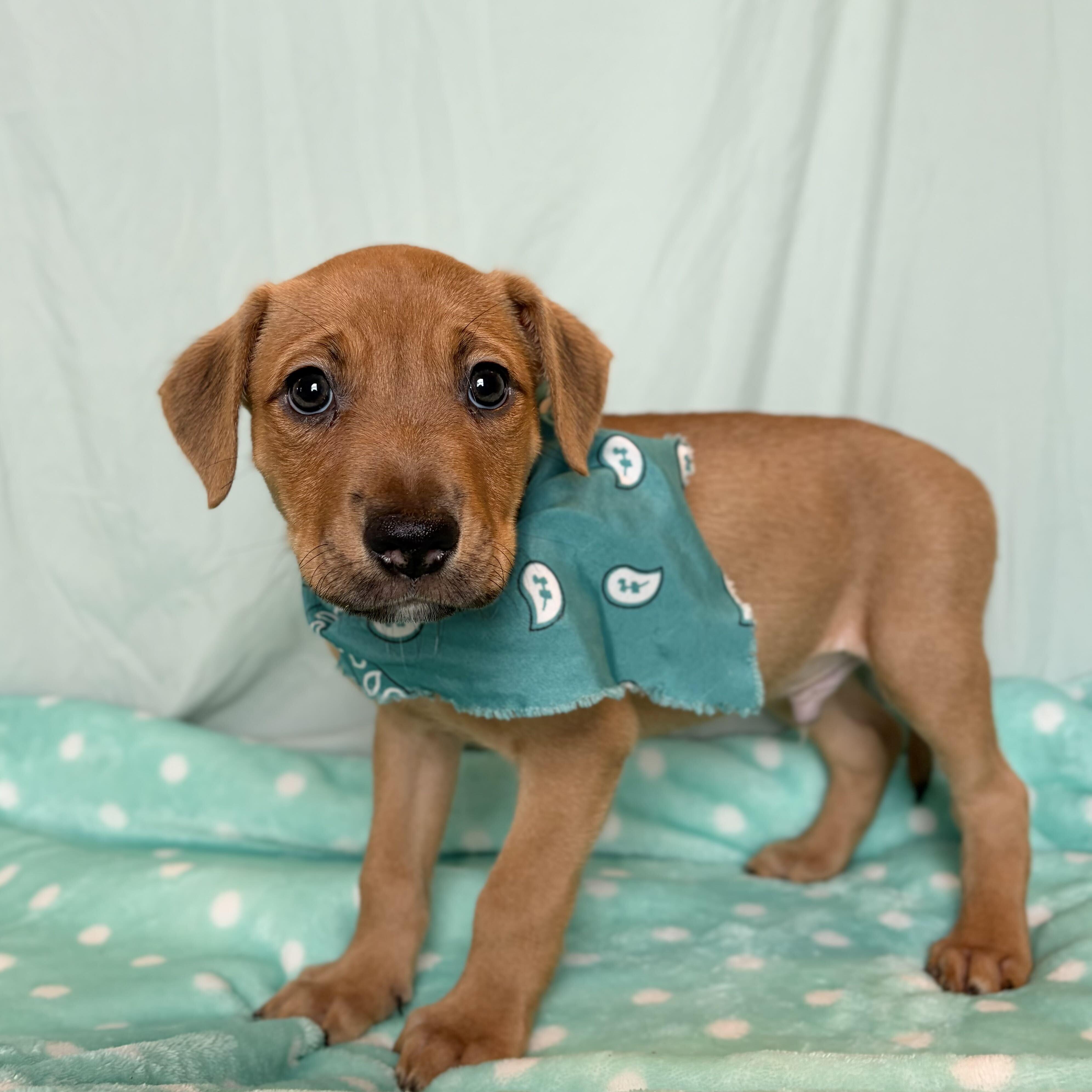 Cub, adopted, Puppy Male Mixed Breed.