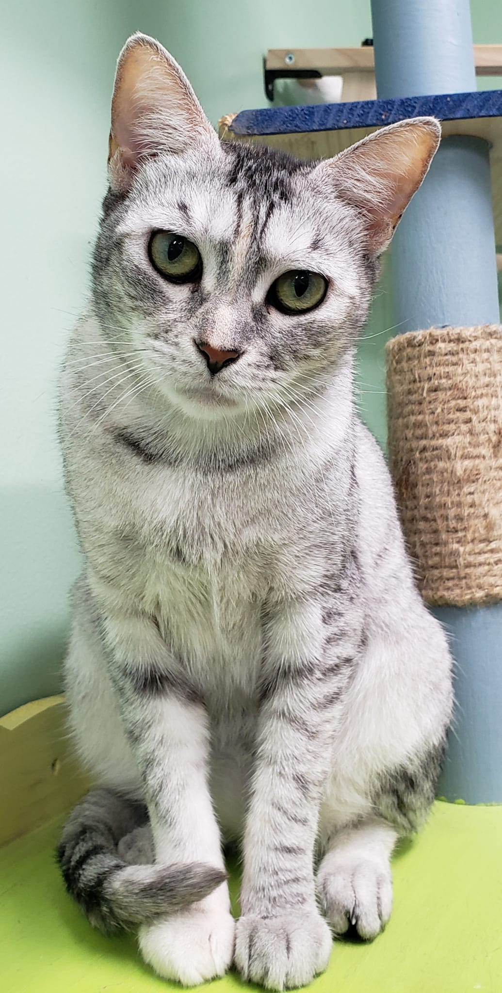 Foxy Lady, Adult Female Domestic Short Hair