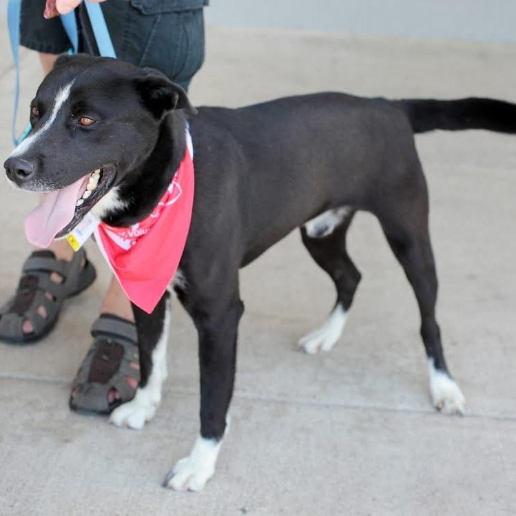 Buck A, Adoptable, Adult Male Shepherd.