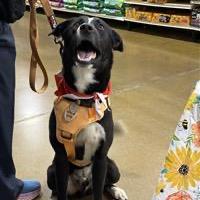 Buck A, a Adoptable mixed breed in Fairfax, VA image 1/6