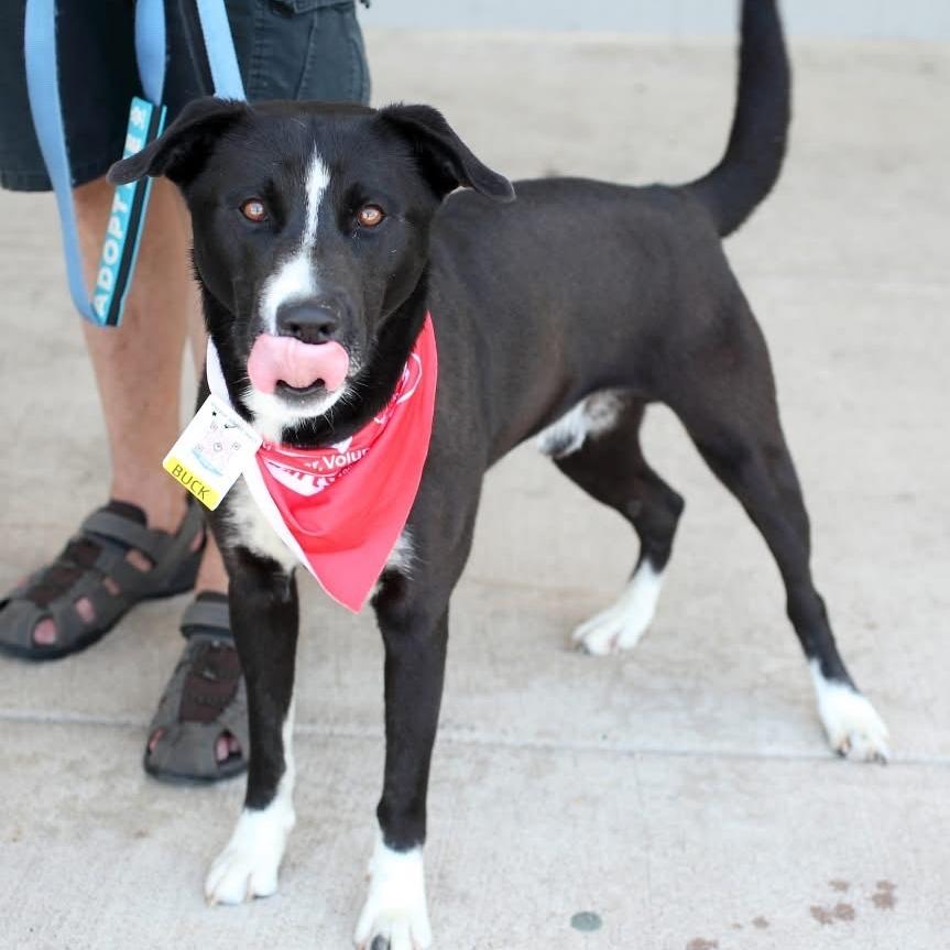 Buck A, a Adoptable mixed breed in Fairfax, VA image 2/6