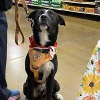 Buck A, a Adoptable mixed breed in Fairfax, VA image 3/6